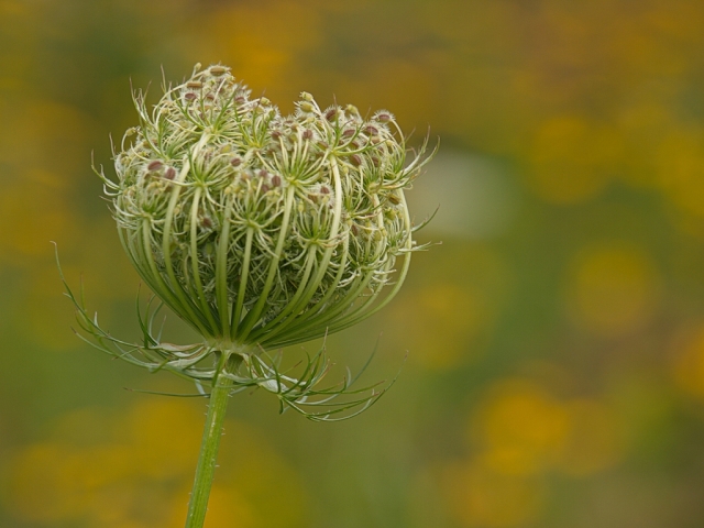Queen Anne's Lace - pre-bloom