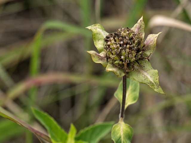 Monarda fistulosa (Wild Bergamot) - after the bloom has faded