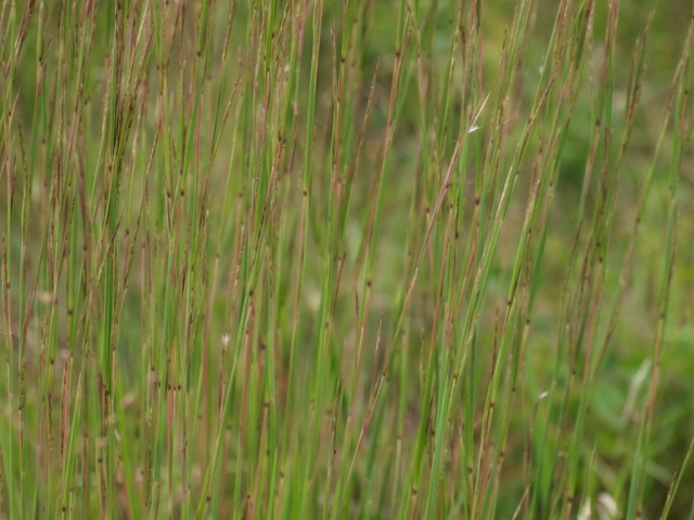 Wind painting the Little Bluestem -Schizachyrium scoparium grass on the tall grass prairie