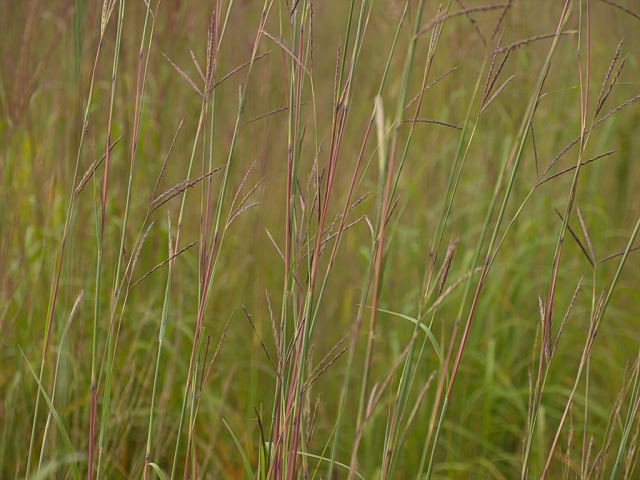Wind painting a close in view of the neon, late August colors, of Big Bluestem prairie grass.