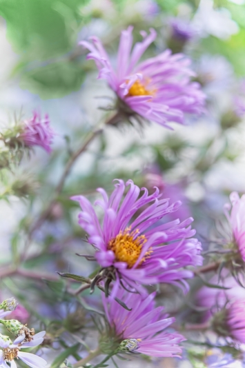 Faster Asters